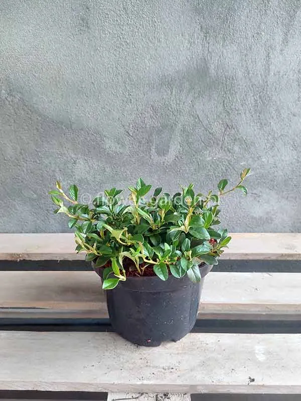 irga-dammera-major-plozaca-czerwone-owocki-c2-rodzaj-rosliny-inny