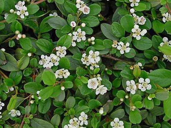 irga-dammera-major-plozaca-czerwone-owocki-c2-rodzaj-rosliny-inny