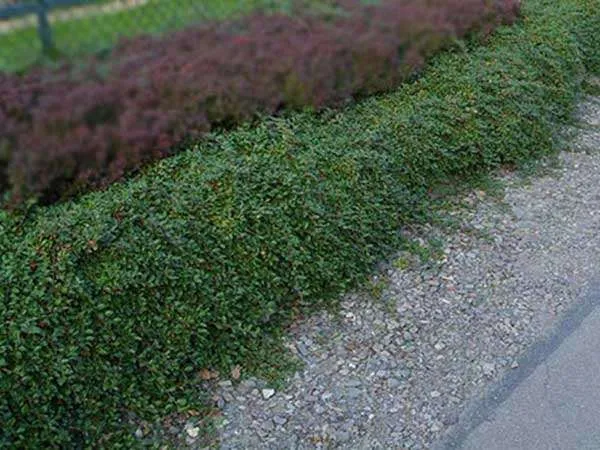 irga-dammera-major-plozaca-czerwone-owocki-c2-nazwa-lacinska-inna