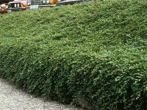 irga-dammera-major-plozaca-czerwone-owocki-c2-rodzaj-rosliny-inny-nazwa-lacinska-inna