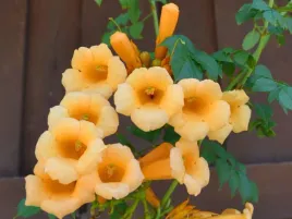 milin-amerykanski-flava-silnie-rosnace-pnacze-c2