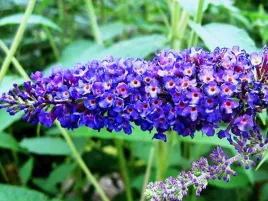 budleja-dawida-empire-blue-motyli-krzew-p9