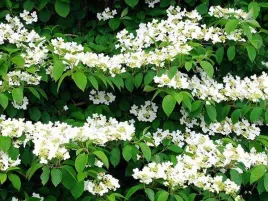 kalina-japonska-watanabe-dlugo-kwitnaca-sadzonki-c2