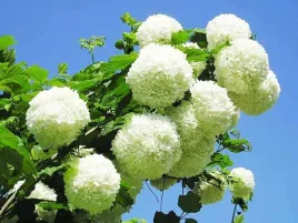 kalina-koralowa-roseum-biale-pompony-sadzonki-c2