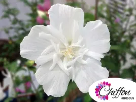 hibiskus-white-chiffon-sadzonki-p9