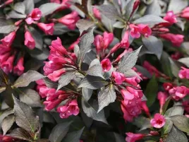 krzewuszka-wine-andamp-roses-aleksandra-or-dzwonkowate-kwiaty-sadzonki-c5