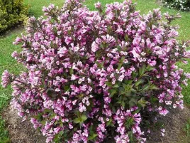 krzewuszka-nana-purpurea-dzwonkowate-kwiaty-c2