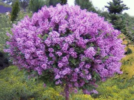 lilak-meyera-palibin-na-pniu-80cm-c3