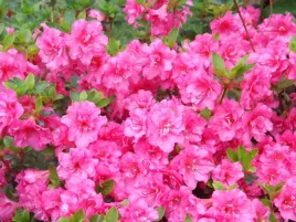 azalia-japonska-babuschka-hachbabu-pelne-kwiaty-c2