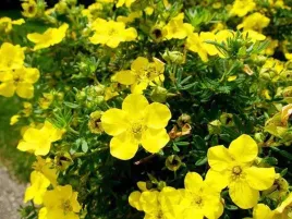 pieciornik-krzewiasty-goldfinger-dlugo-kwitnacy-c2