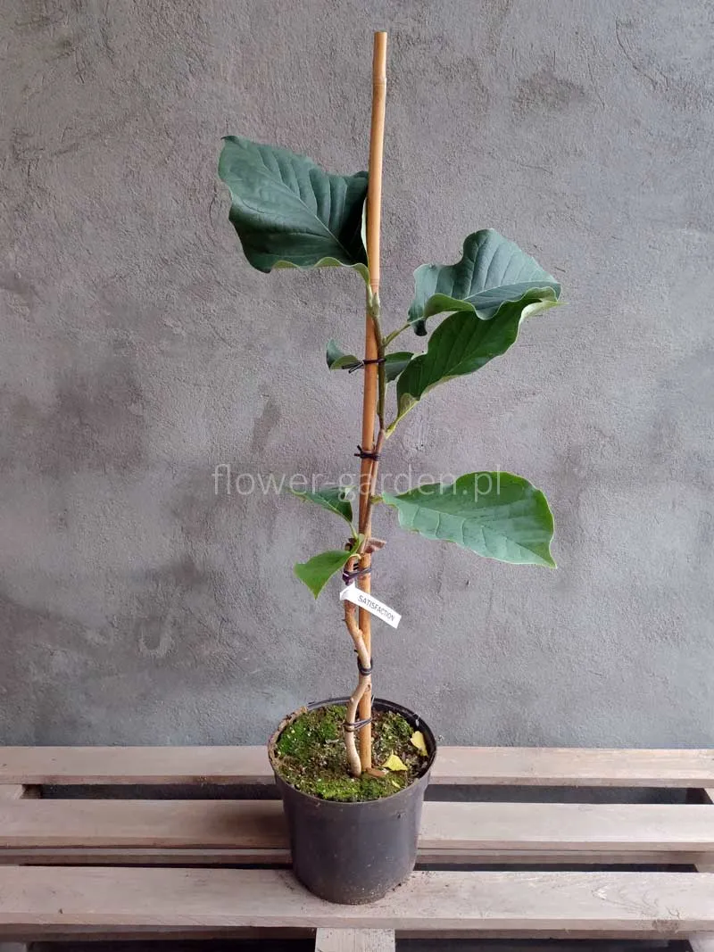 magnolia-satisfaction-c5-rodzaj-rosliny-inny