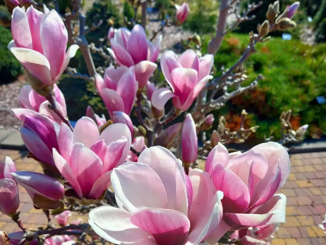 magnolia-satisfaction-c5-rodzaj-rosliny-inny