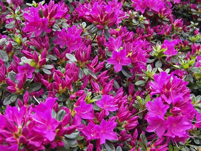 azalia-japonska-hans-scholl-c2