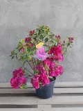 azalia-japonska-hans-scholl-c2-rodzaj-rosliny-inny