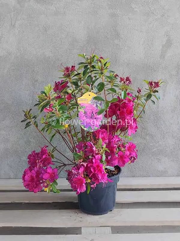 azalia-japonska-hans-scholl-c2-rodzaj-rosliny-inny