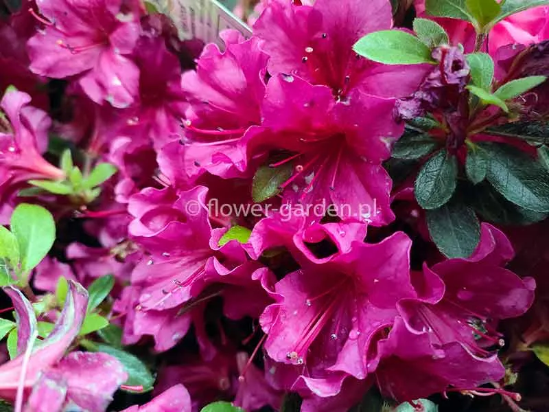 azalia-japonska-hans-scholl-c2-rodzaj-rosliny-inny