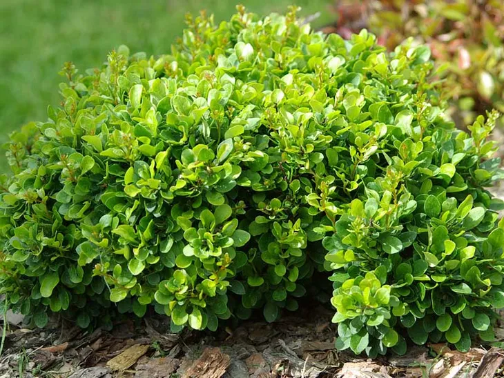 berberys-thunberga-kobold-c15-waga-z-opakowaniem-2-6-kg