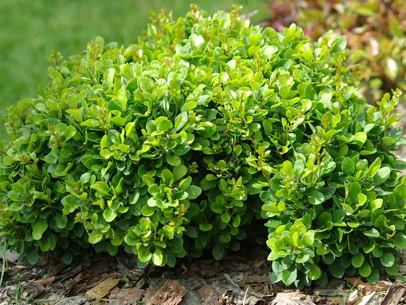 berberys-thunberga-kobold-c15-rodzaj-rosliny-berberysy