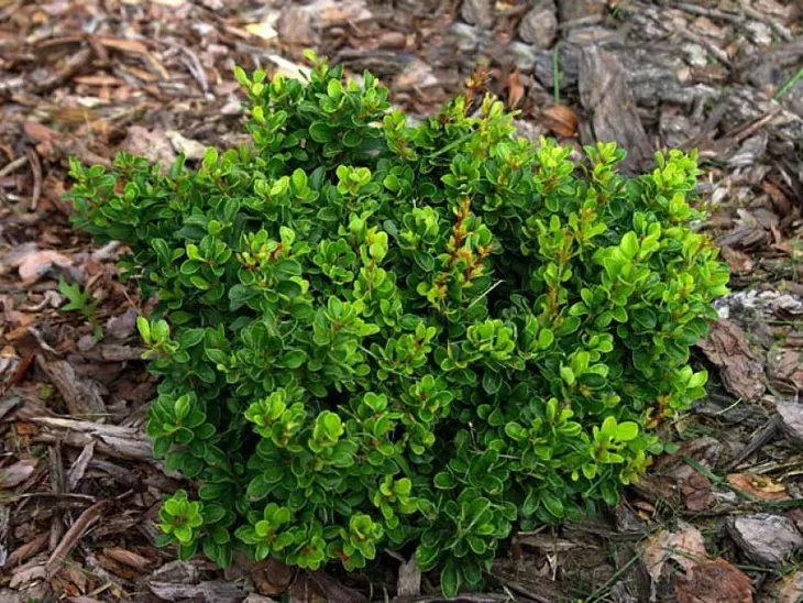 berberys-thunberga-kobold-c15-roslina-w-postaci-sadzonka-w-pojemniku-1-2l