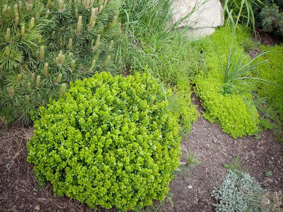 berberys-thunberga-kobold-c15-rodzaj-rosliny-berberysy