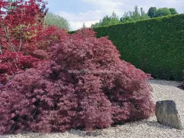 klon-palmowy-garnet-pierzaste-liscie-c12