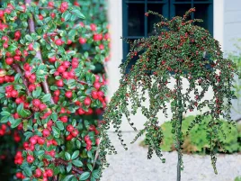 irga-coral-beauty-na-pniu-100cm-c5