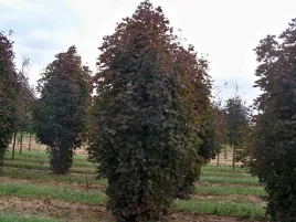 klon-pospolity-crimson-sentry-c4