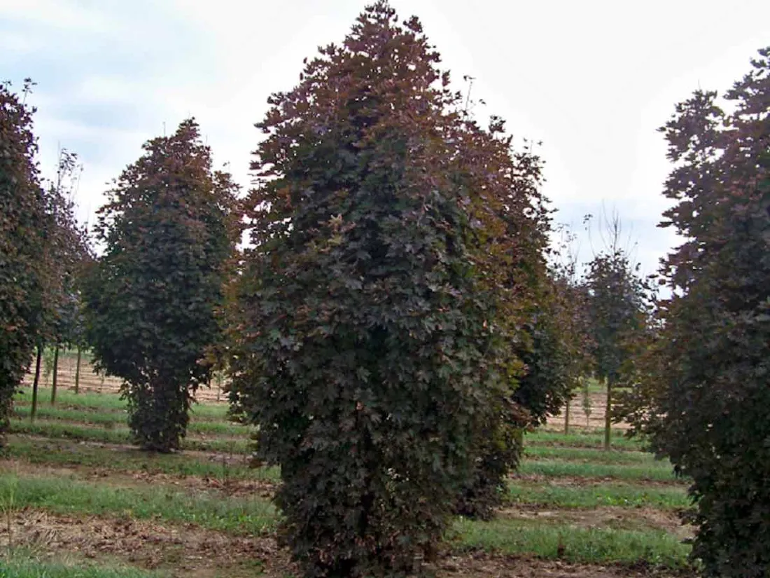 klon-pospolity-crimson-sentry-c4