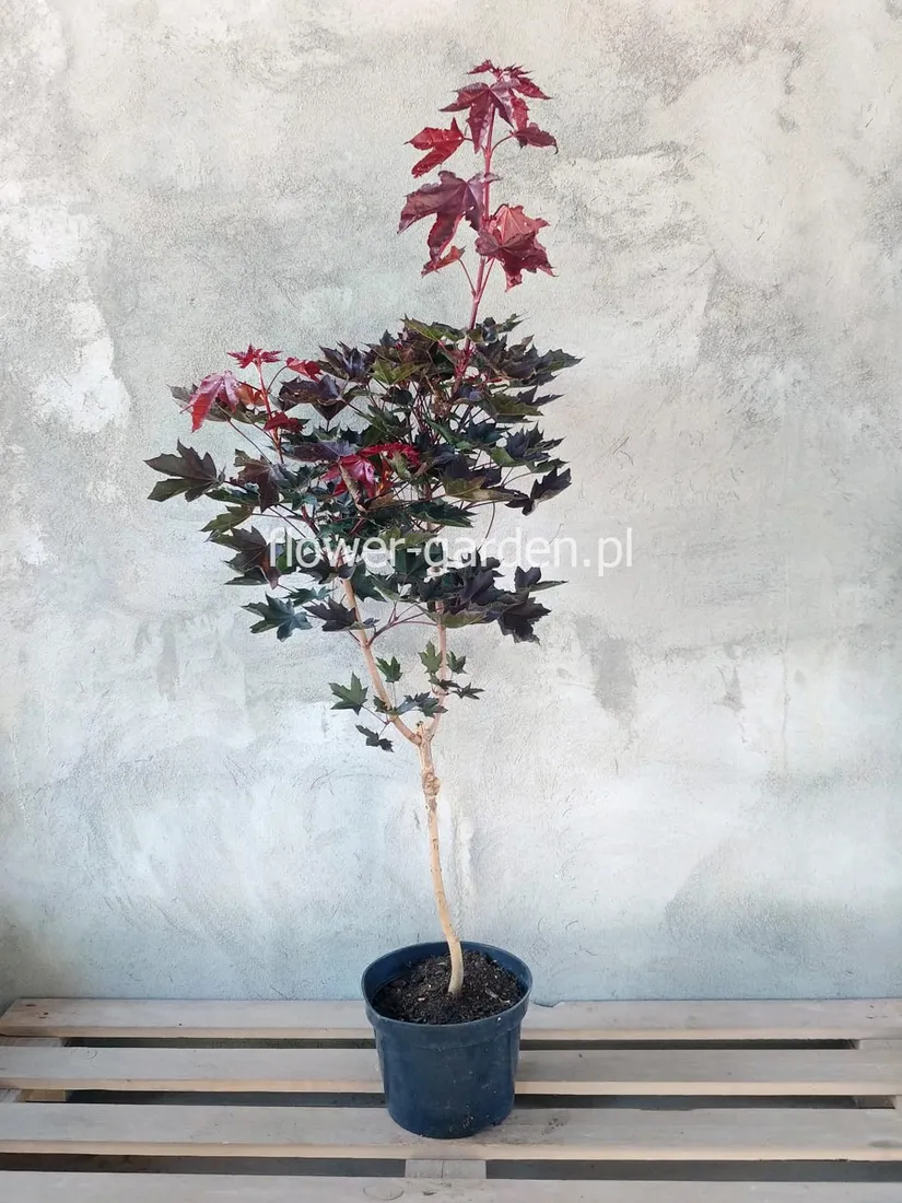 klon-pospolity-crimson-sentry-c4-rodzaj-rosliny-inny