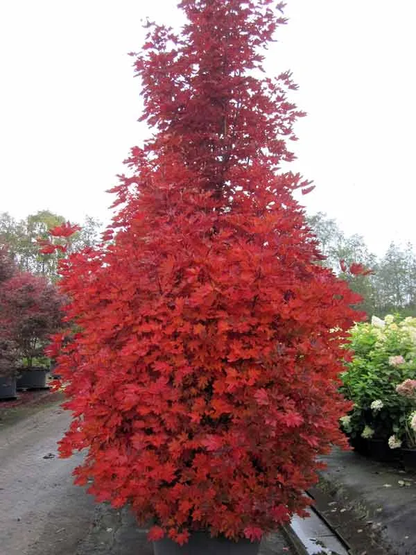 klon-pospolity-crimson-sentry-c4-rodzaj-rosliny-inny