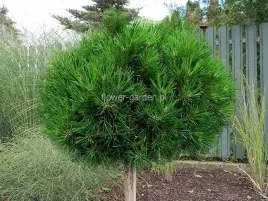 sosna-kosodrzewina-varella-na-pniu-60cm-c4