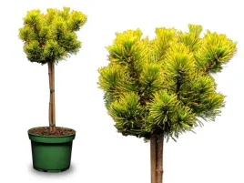 sosna-kosodrzewina-carsten-s-wintergold-na-pniu-c5