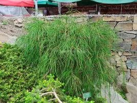 zywotnik-tuja-whipcord-nitkowate-pedy-p9