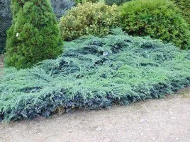 jalowiec-blue-carpet-plozacy-okrywowy-niebieski-c3