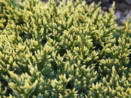 jalowiec-dream-joy-or-pedy-w-trzech-kolorach-p9