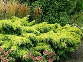 jalowiec-pfitzera-golden-saucer-intensywnie-zolty-p9