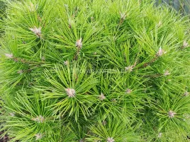 sosna-gestokwiatowa-low-glow-c5