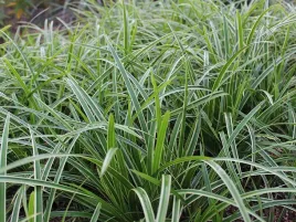 turzyca-morrowa-ice-dance-p9