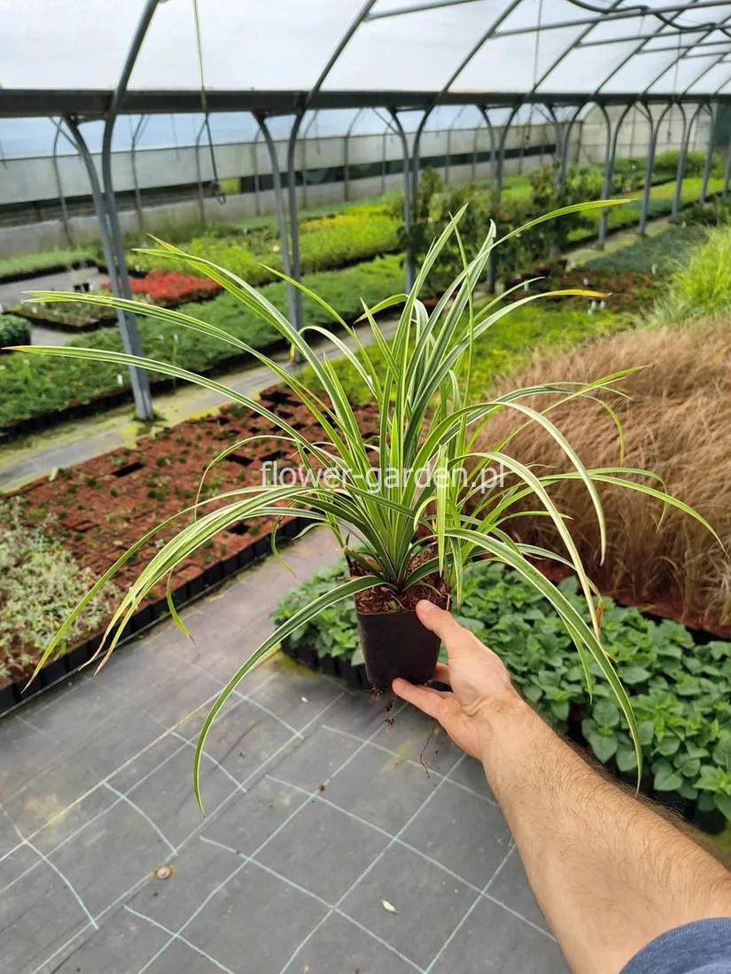 turzyca-morrowa-ice-dance-p9-stan-nowy