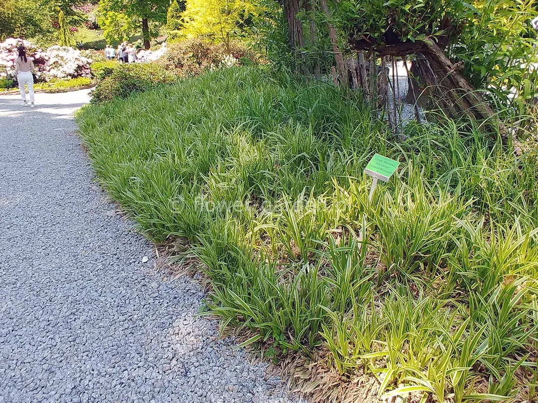 turzyca-morrowa-ice-dance-p9-stan-nowy