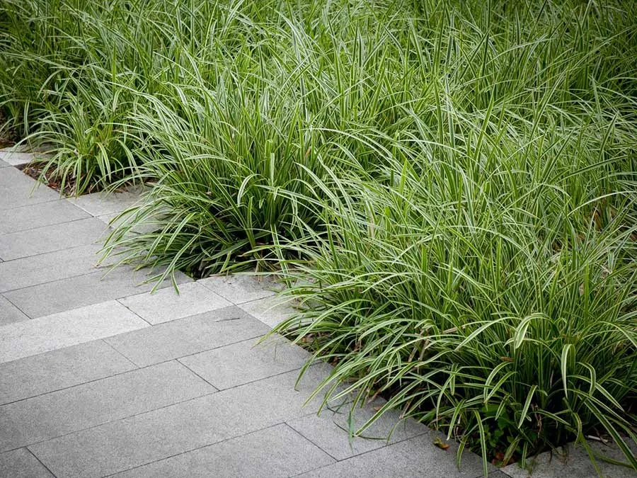 turzyca-morrowa-ice-dance-p9