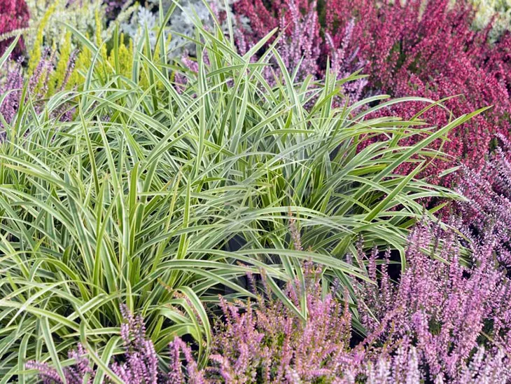 turzyca-morrowa-ice-dance-p9-stan-nowy-producent-szkolka-roslin-ozdobnych-a-r-koblanscy