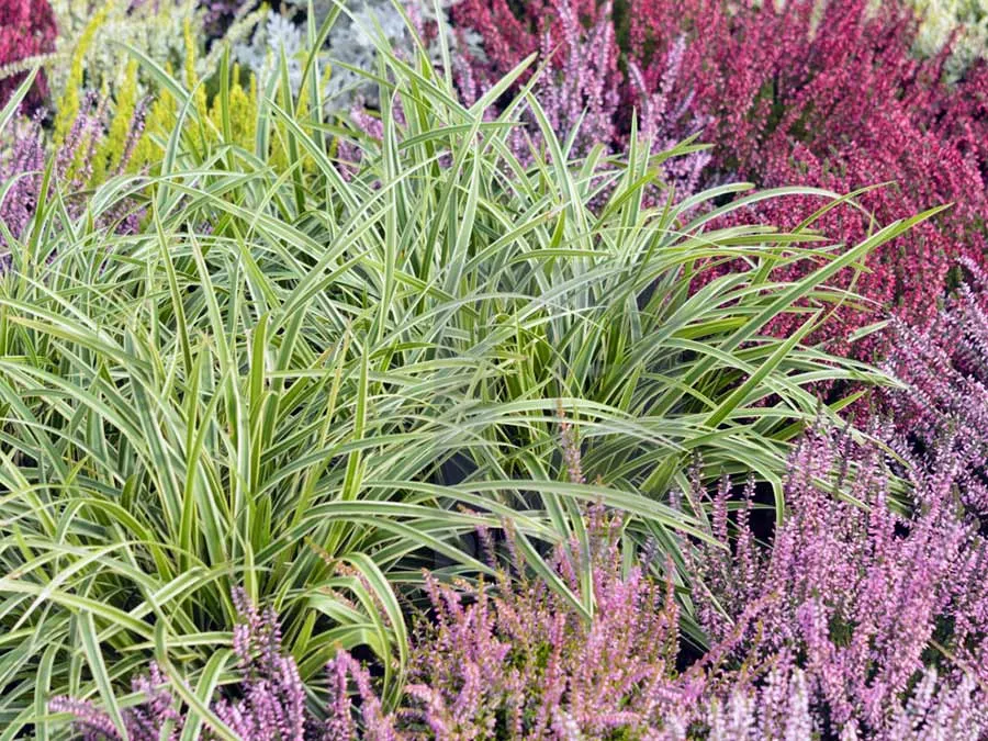 turzyca-morrowa-ice-dance-p9-stan-nowy