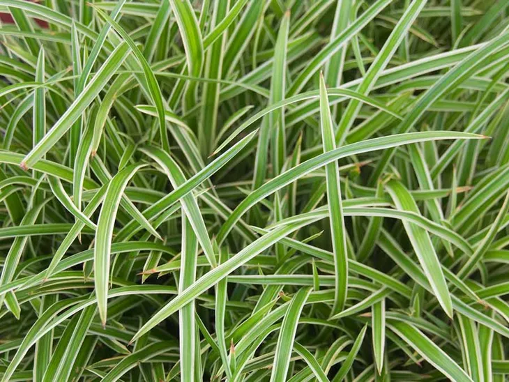 turzyca-morrowa-ice-dance-p9-stan-nowy-nazwa-lacinska-inna