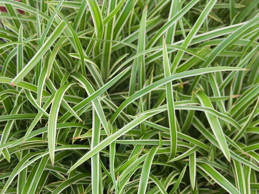 turzyca-morrowa-ice-dance-p9