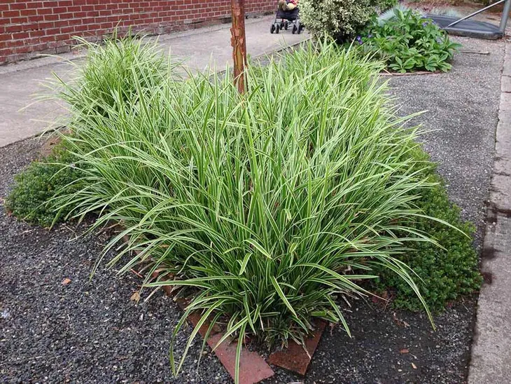 turzyca-morrowa-ice-dance-p9-producent-szkolka-roslin-ozdobnych-a-r-koblanscy-stan-nowy