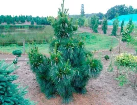 sosna-wiethorst-srebrzysto-niebieska-miniaturka-c75