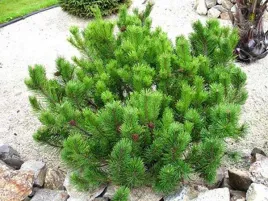 kosodrzewina-pumilio-sosna-gorska-c2