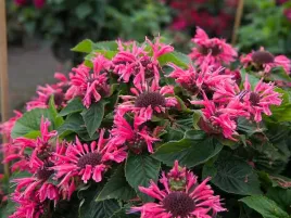 pysznoglowka-bee-you-bee-merry-p9