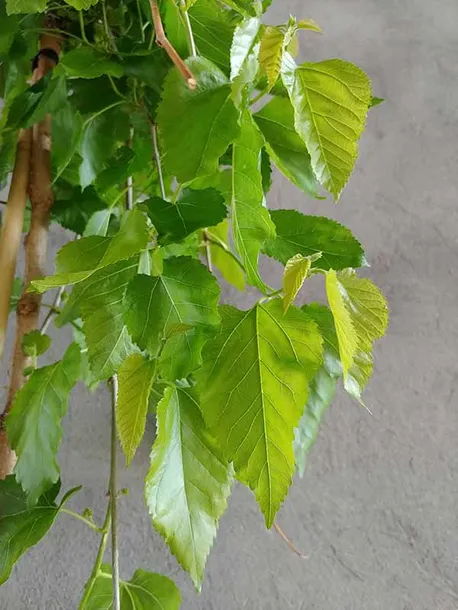 morwa-biala-pendula-c10-stan-nowy